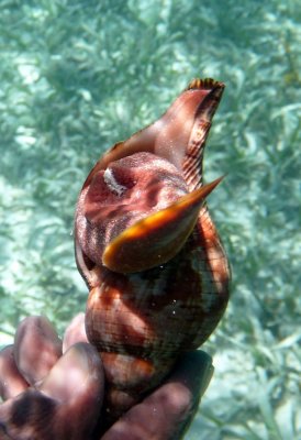 Hermit Crab
