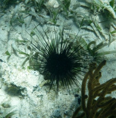Long-spined Urchin