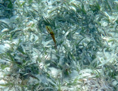 Caribbean Reef Squid