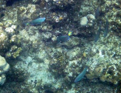 Parrot Fish