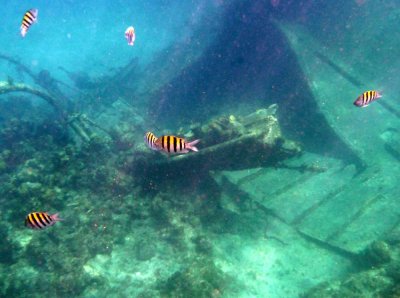 Wreck of the Kittiwake and Sergent Major fish in the Cayman Islands