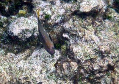 Yellowtail Damselfish