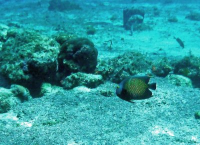 French Angelfish