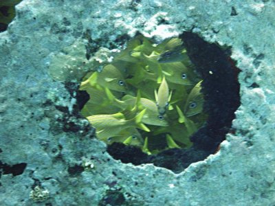 Blue-striped Grunts
