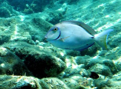 Ocean Surgeonfish