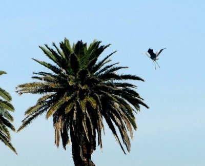 Great Heron returning to nest in Palm tree