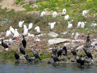 Snowy Egrets and Cormorants