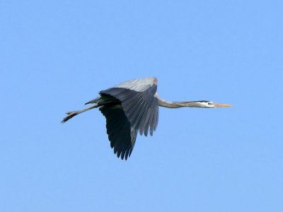 Great Heron in flight
