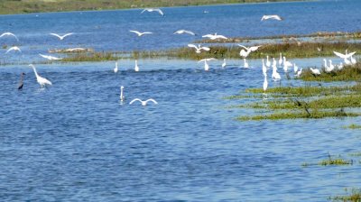 A flock of Great and Snowy Egrets chasing a school of anchovies.  That may be a Reddish Egret on the far left.
