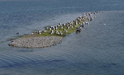 These pictures were taken at high tide, and in the foreground, are several hundred sandpipers on this little patch of land