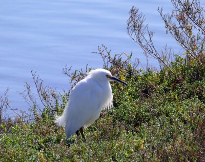 And last, but not least, a cute little Snowy Egret