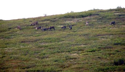 Lots of Male Caribou