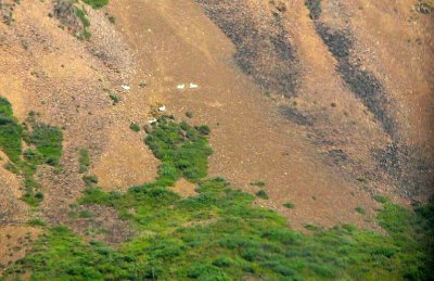 More Dall Sheep