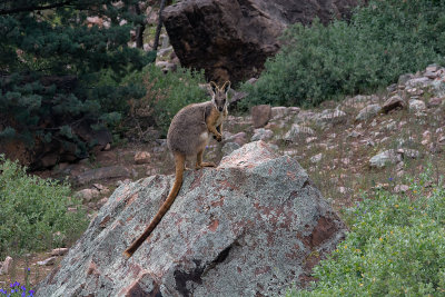 _Yellow footed rock wallaby