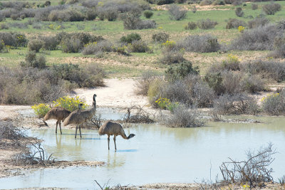 _Emus at Vigars Well