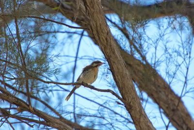 _Bird at Moro Gorge