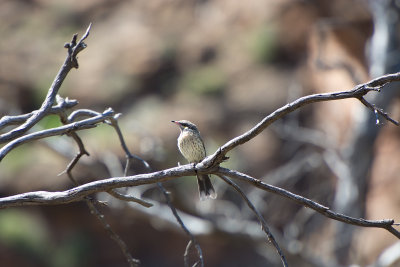 _Bird at Moro Gorge