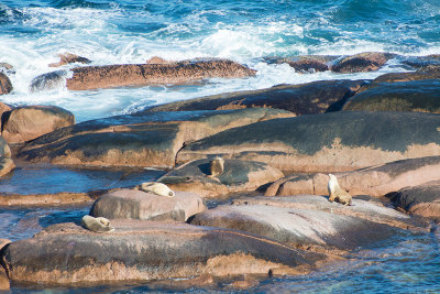 Sea lions 2.jpg