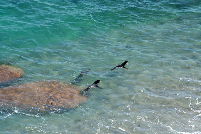 Seals at Point Labatt.jpg