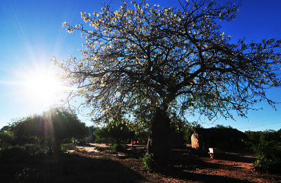 20130508_0115 toborochi bolivia.jpg