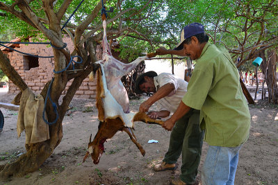 20130610_0649 guarani goat.jpg