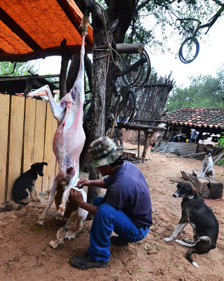 20130612_0030 guarani goat bolivia.jpg