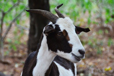 20130612_0064 goat bolivia.jpg