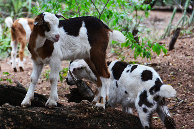 20130612_0065 goat bolivia.jpg