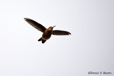20150115_7285 bolivia humming bird.jpg