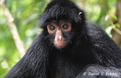 20150111_7055 spider monkey bolivia.jpg