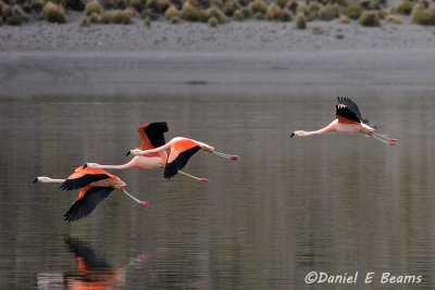 20150113_6507 flamingos flying bolivia.jpg