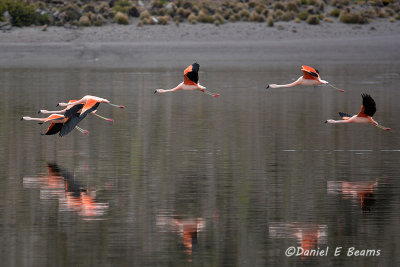 20150113_6508 flamingos flying bolivia.jpg