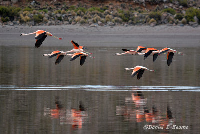 20150113_6515 flamingos flying bolivia.jpg