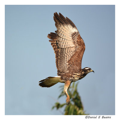 Birds and Wildlife in Bolivia