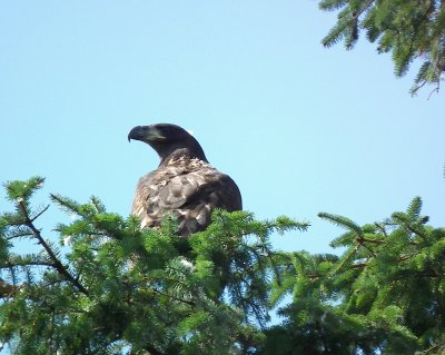 Eagle near Ormhelleren - ygarden Municipal