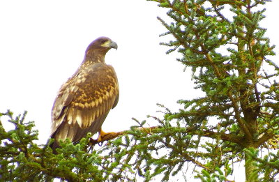 Eagle at Brsholmen