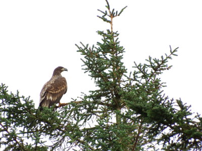 Eagle - KING of birds -Close to Ormhelleren - ygarden Municipal