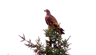 Eagle - ygarden - Norway