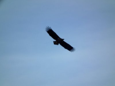 Eagle at Rongesundet- ygarden