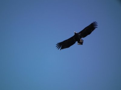 Eagle at Rongesundet- ygarden