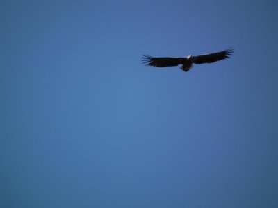 Eagle at Rongesundet- ygarden