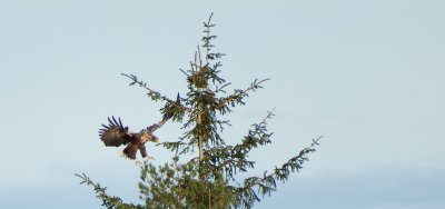 Eagle at Brsholmen - ygarden