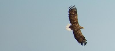 Eagle at Brsholmen - ygarden