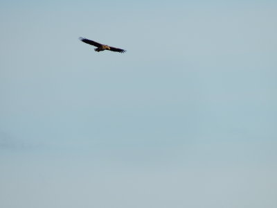 Eagle at Skjold - ygarden