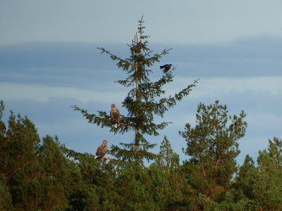 Eagle at Skjold - ygarden