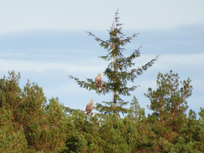 Eagle at Skjold - ygarden