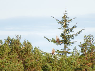 Eagle at Skjold - ygarden