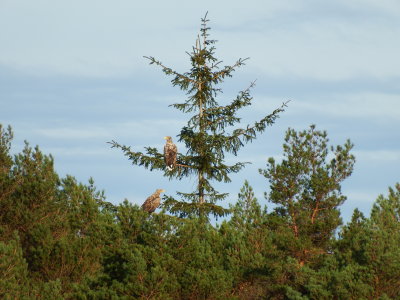 Eagle at Skjold - ygarden