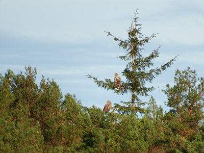 Eagle at Skjold - ygarden