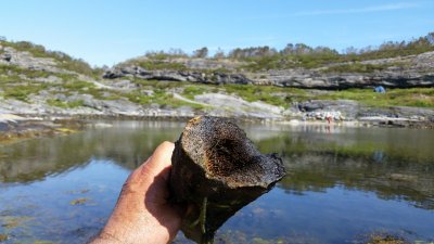 Bone of very old origin - Ormhelleren - Oeygarden Municipal